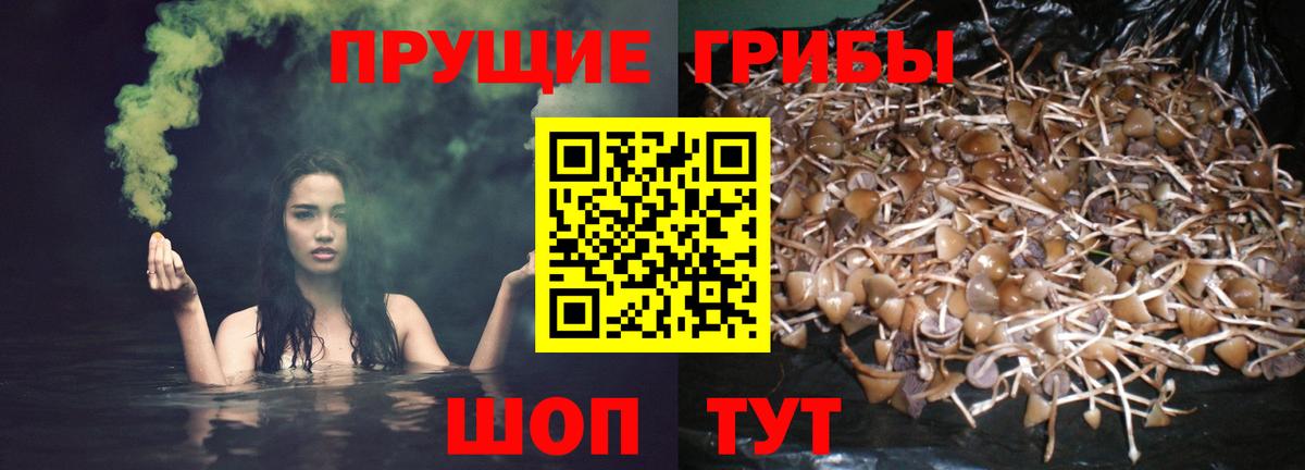 Алексин  Псилоцибиновые грибы мицелий  Вход с VPN 